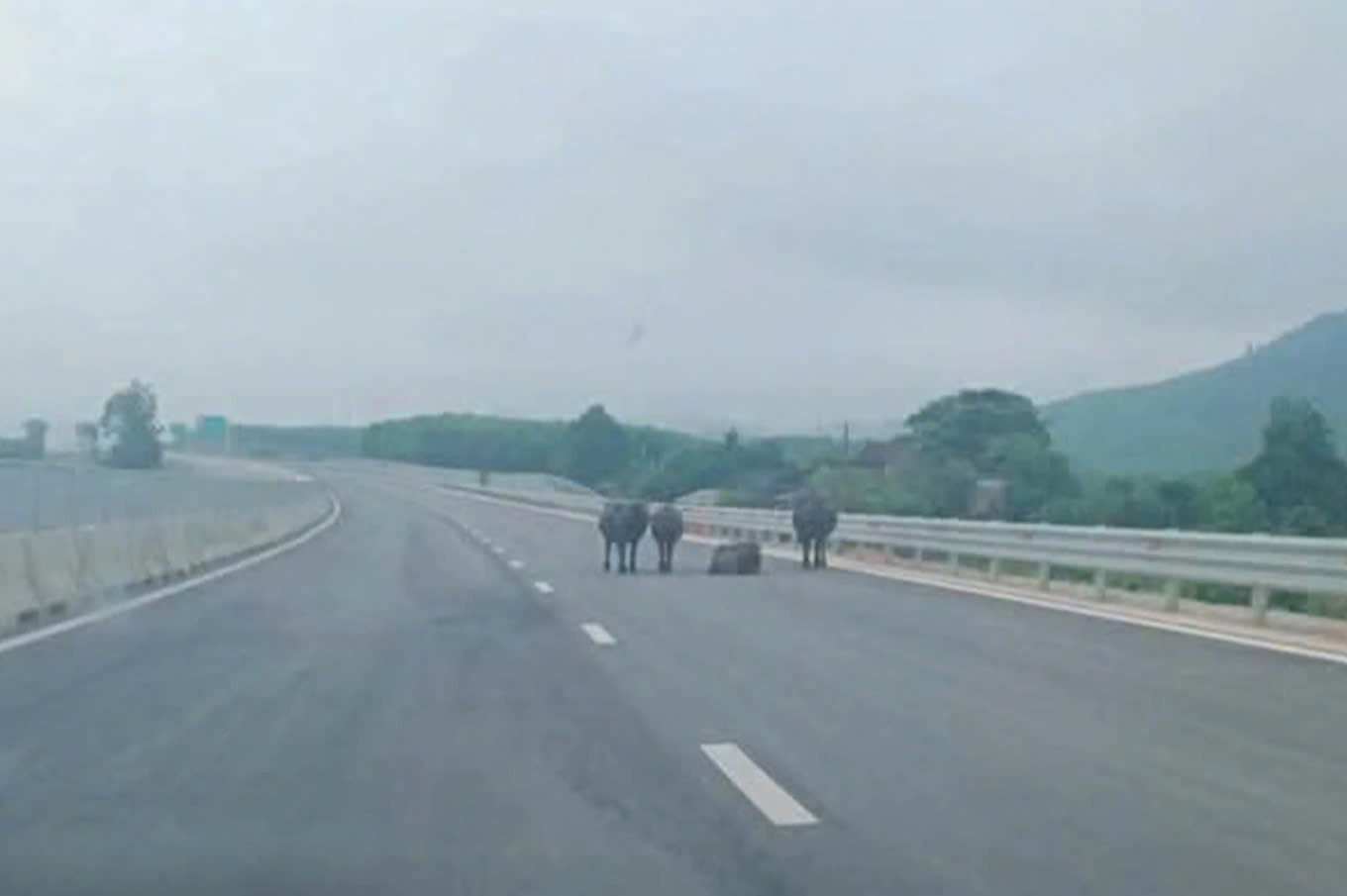 Trâu bò xuất hiện trên cao tốc Hàm Nghi - Vũng Áng Trâu bò xuất hiện trên cao tốc Hàm Nghi - Vũng Áng