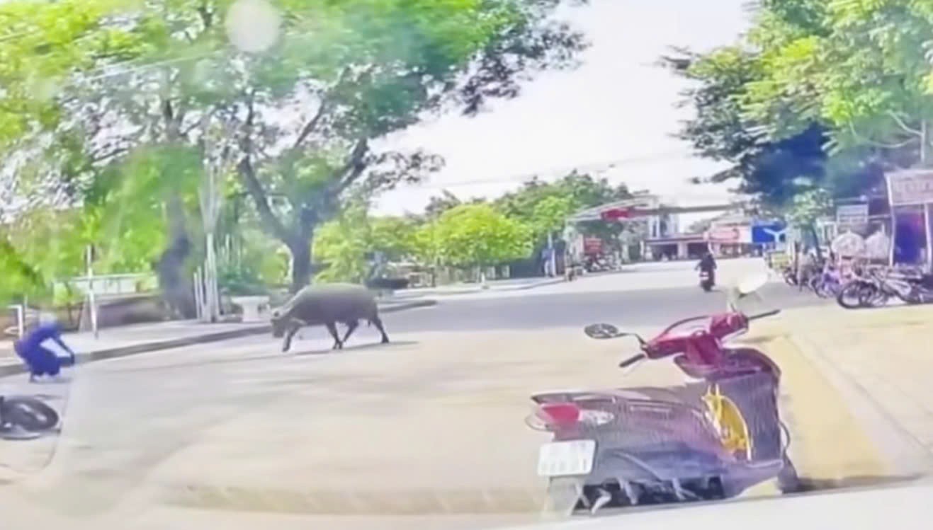 Trâu ‘điên’ húc làm gãy xương sườn người phụ nữ đang chạy xe máy ở Thanh Hóa Trâu ‘điên’ húc làm gãy xương sườn người phụ nữ đang chạy xe máy ở Thanh Hóa