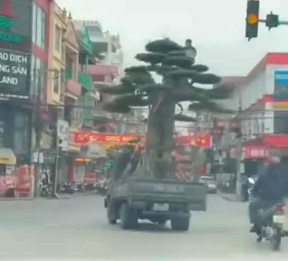 Chở cây cảnh ngày Tết sao cho đúng quy định? Chở cây cảnh ngày Tết sao cho đúng quy định?