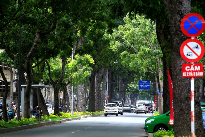 TP Hồ Chí Minh di dời, đốn hạ hàng cây cổ thụ đường Tôn Đức Thắng tp ho chi minh di doi don ha hang cay co thu duong ton duc thang