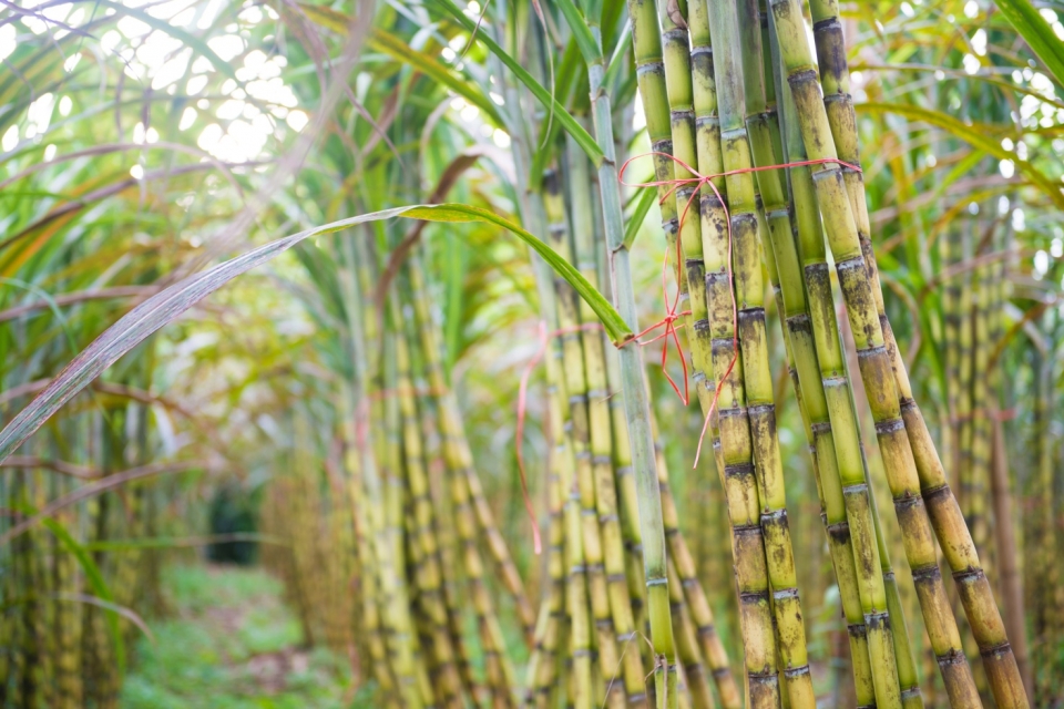 Xăng E5: Toàn cảnh vai trò của cồn ethanol với ô tô xe máy xang e5 toan canh vai tro cua con ethanol voi o to xe may