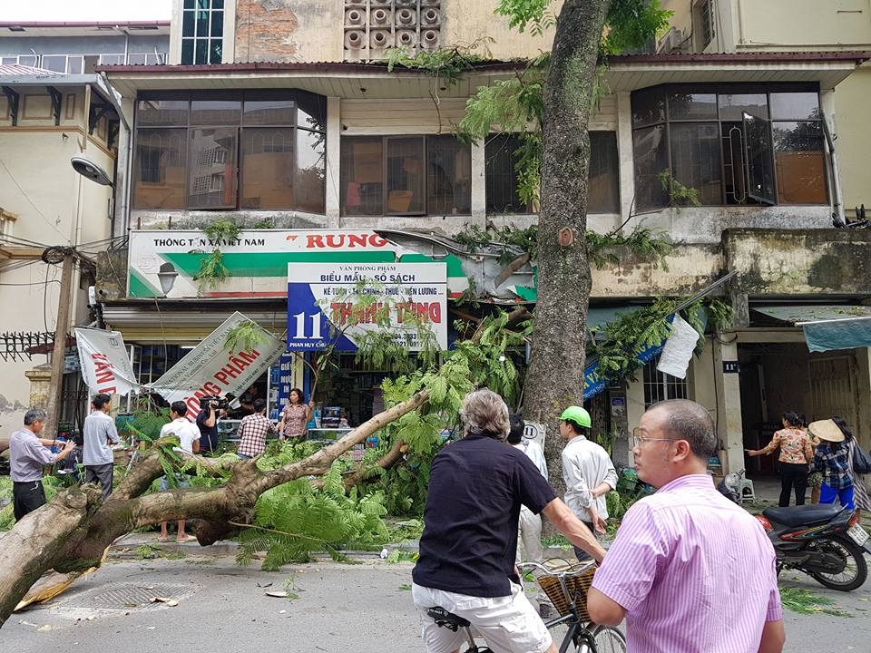 Hà Nội: Cây xanh bất ngờ đổ rạp trên phố khiến xế hộp bị "vạ lây" ha noi cay xanh bat ngo do rap tren pho khien xe hop bi va lay