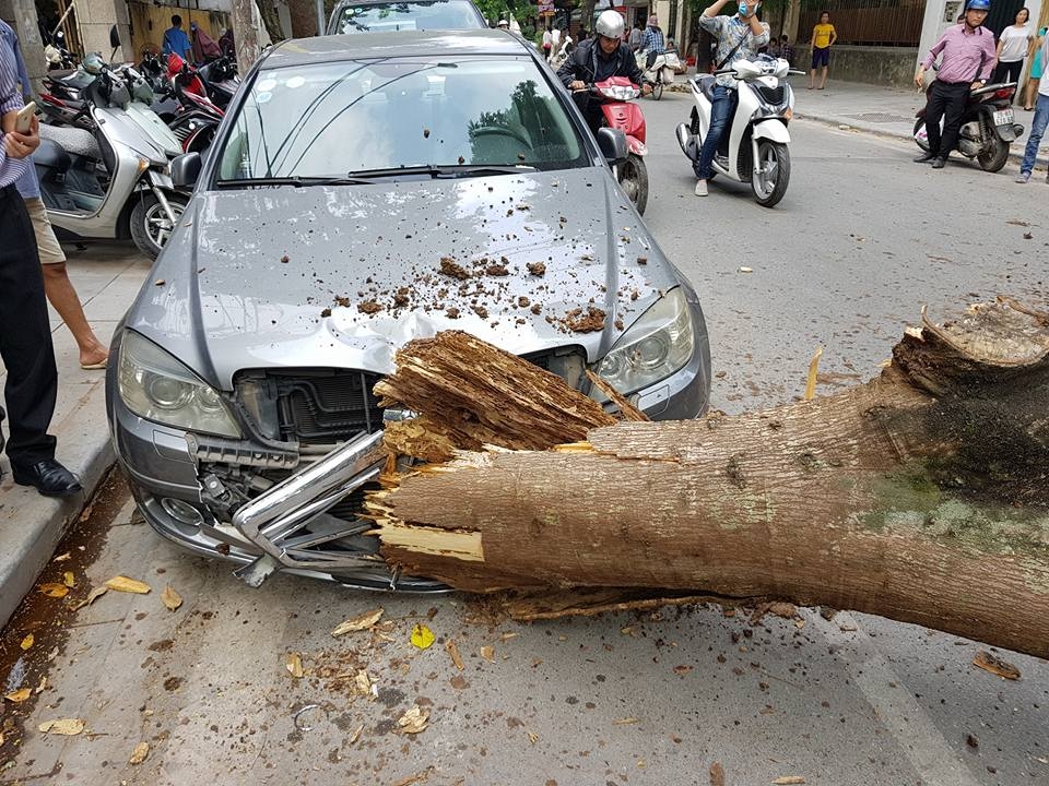 Hà Nội: Cây xanh bất ngờ đổ rạp trên phố khiến xế hộp bị "vạ lây" ha noi cay xanh bat ngo do rap tren pho khien xe hop bi va lay