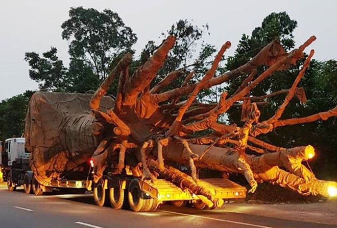 Phó Thủ tướng yêu cầu làm rõ trách nhiệm vụ xe chở 3 cây “khủng” pho thu tuong yeu cau lam ro trach nhiem vu xe cho 3 cay khung