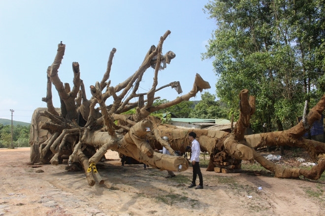 Phó Thủ tướng yêu cầu làm rõ trách nhiệm vụ xe chở 3 cây “khủng” pho thu tuong yeu cau lam ro trach nhiem vu xe cho 3 cay khung