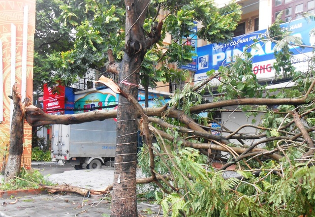 Hà Tĩnh: Bão số 2 quét qua, cây đổ ngổn ngang, đường phố "tan tác" ha tinh bao so 2 quet qua cay do ngon ngang duong pho tan tac