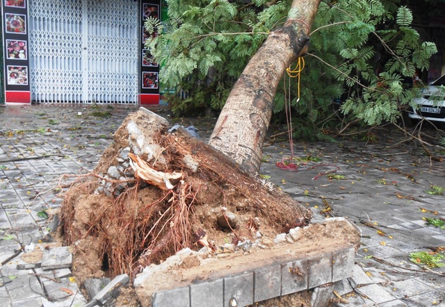 ha tinh bao so 2 quet qua cay do ngon ngang duong pho tan tac