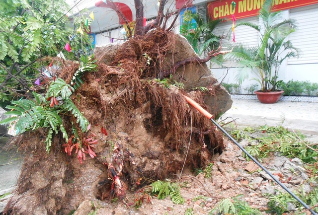 Hà Tĩnh: Bão số 2 quét qua, cây đổ ngổn ngang, đường phố "tan tác" ha tinh bao so 2 quet qua cay do ngon ngang duong pho tan tac