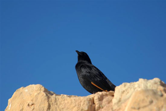 Chim vẫn h&oacute;t tr&ecirc;n ph&aacute;o đ&agrave;i Masada