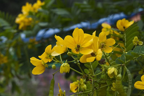Hoa điệp