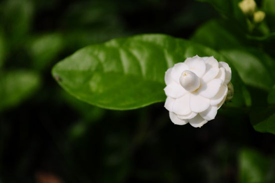 Hoa nhài