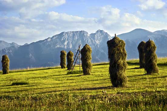 C&aacute;nh đồng ở Zakopane m&ugrave;a gặt.