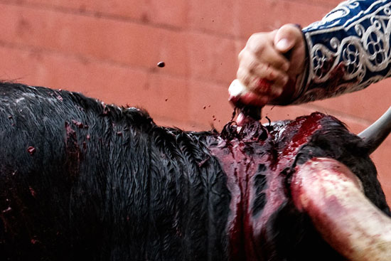 Và cuộc chiến kiểu mèo vờn chuột kết thúc bằng một đòn quyết định : matador xiên nhát kiếm vào cổ con bò. Thế là nó chết dần chết mòn.