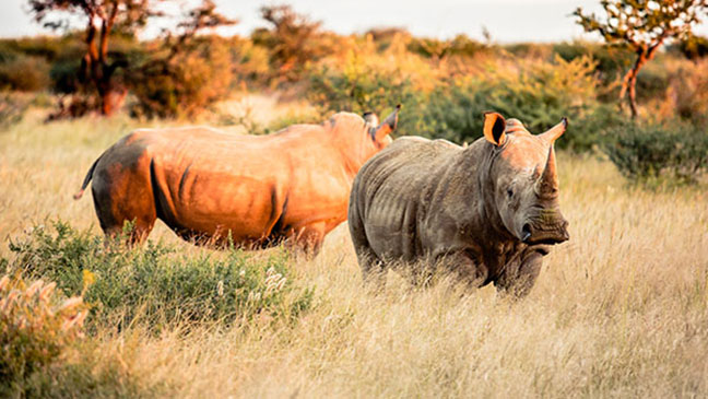 Otofun News