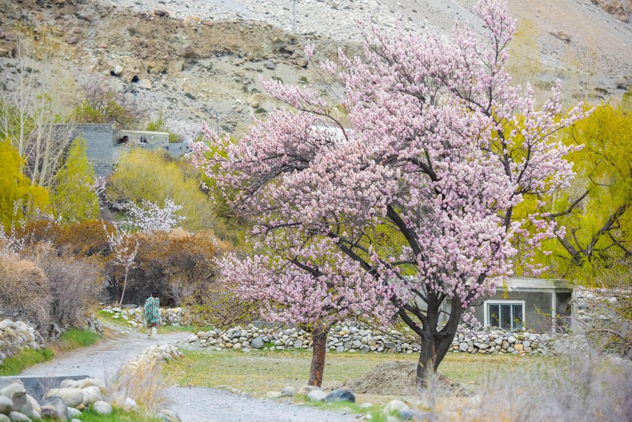 Khám phá Pakistan mùa xuân tuyệt đẹp qua ống kính nhiếp ảnh gia Nguyễn Việt Hùng Khám phá Pakistan mùa xuân tuyệt đẹp qua ống kính nhiếp ảnh gia Nguyễn Việt Hùng