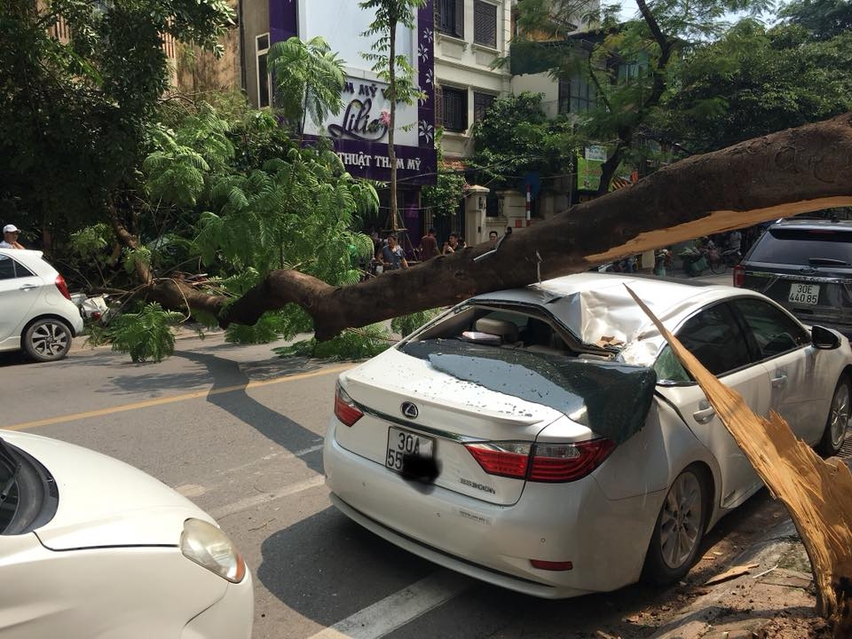 cay phuong vi co thu tai nga tu ba trieu to hien thanh tu do de bep xe lexus