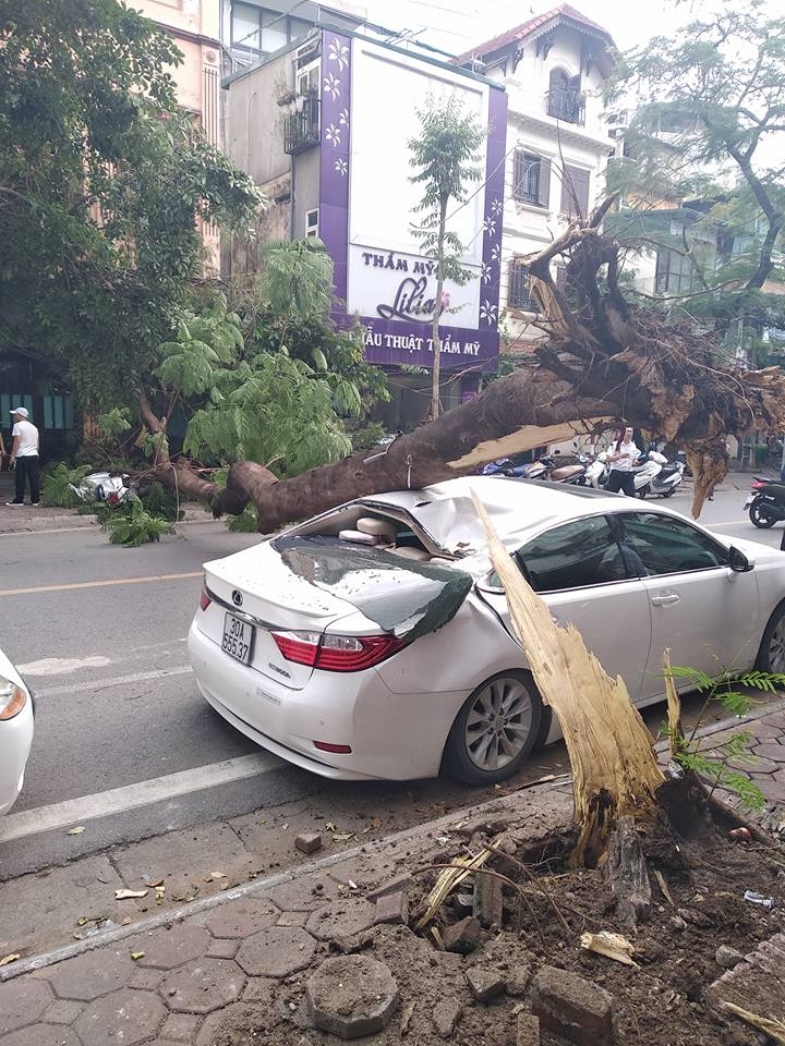 cay phuong vi co thu tai nga tu ba trieu to hien thanh tu do de bep xe lexus