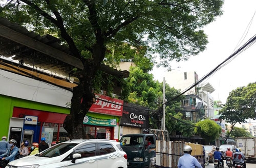 TP Hồ Chí Minh xử lý 123 cây xanh nhằm giảm ùn tắc quanh sân bay Tân Sơn Nhất tp ho chi minh xu ly 123 cay xanh nham giam un tac quanh san bay tan son nhat